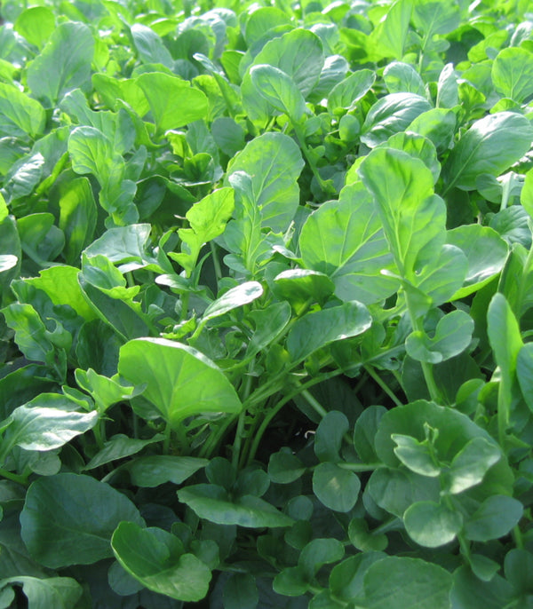 Upland Cress